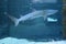 The reef shark (Triaenodon obesus