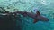 Reef sharks swim in Shark Pool in Eilat, Israel