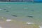 Reef sharks swimming along the beach close to Coral Bay