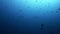 Reef Sharks swimming in Blue water 4k