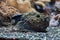 Reef stonefish (Synanceia verrucosa).