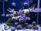 Reef tank, marine aquarium.  with different types of corals and fishes