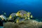 Reef and yellow fish, Indian ocean, Maldives