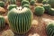 Reen big Golden Barrel Cactus with its sharp thorns in the garden