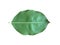 reen and fresh leaf of spanish cherry or bullet wood