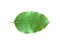 reen and fresh leaf of spanish cherry or bullet wood