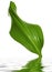 Reen leaf
