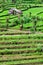 Reen rice field terrace
