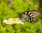 Reen Swallowtail Butterfly