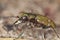 Reen tiger beetle (Cicindela campestris)