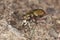 Reen tiger beetle (Cicindela campestris)