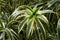 Reen & yellow leaves of Chlorophytum comosum