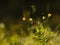 Ð¡reeping buttercup in the sunset light. Nature background