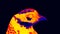 Reeve`s Pheasant Syrmaticus reevesii, male in scientific high-tech thermal imager