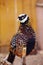 Reeves pheasant. Syrmaticus reevesii