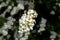 Reeves spiraea, Spiraea cantoniensis, cluster of white flowers in spring, Netherlands