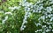 Reeves spirea ( Spiraea cantoniensis ) flowers.