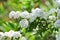 Reeves spirea ( Spiraea cantoniensis ) flowers.