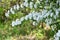 Reeves spirea ( Spiraea cantoniensis ) flowers.