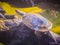 Reeves turtle or Chinese pond turtle (Mouremys reevesii) is semi