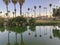 Refection of Palms at Condo Complex Lake