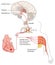 Referred pain signals heart and chest