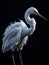 The refined details of an egret\\\'s plumage