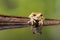 Reflected Amazon milk frog on wood