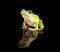 Reflected green tree frog