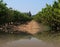 REFLECTED IMAGE OF AN ORCHARD