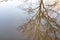 Reflected in a puddle of inverted tree autumn