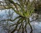 Reflected Tree. Silverdale Moss