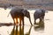 Reflecting sunset and elephants at the water