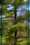 Reflecting trees in a large tall window