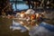 reflection of beachcomber on the water's surface, surrounded by shells and other treasures