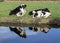 Reflection of black pied cows on the bank of a creek, one is kneeling or getting up.