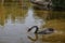 Reflection of a black swan in the water of a pond