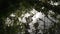 Reflection of branches and green leaves in water in overgrown area, close-up.