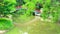 Reflection bridge on lake surface in park and bamboo branch over water