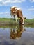 Reflection of a bull calf drinking water on the bank of the river in a typical dutch, holland landscape