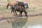 Reflection of chestnut mare wild horse with her herd at the watering hole in the Pryor Mountains wild horse range in Wyoming