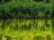 Reflection of the coastal plant cattails in the water of the river.