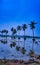 Reflection of coconut trees in Agricultural fields, Tadepalligudem, Andhrapradesh, India