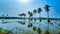 Reflection of coconut trees in Agricultural fields, Tadepalligudem, Andhrapradesh, India