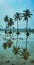 Reflection of coconut trees in paddy fields, Tadepalligudem, Andhrapradesh, India