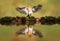 Reflection of a Common chaffinch with open wings
