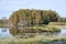 reflection of a cypress dome in the bayou