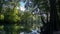 Reflection of the cypress forest in turquoise crystal clear waters of the lagoon of Ginnie Springs, Florida. USA