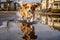 reflection of dog shaking water off in puddle