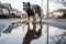 reflection of dog shaking water off in puddle